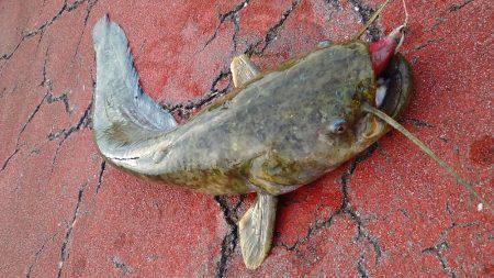 早朝、海釣りからの…