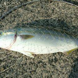 13時間の戦いの末！