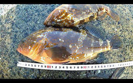 10月にセミが鳴いてたらアイツもいた