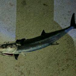 やっと釣れたハマチ君