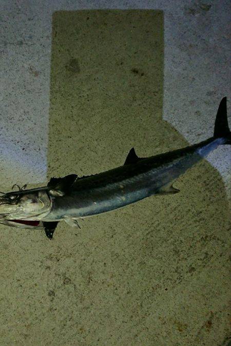 やっと釣れたハマチ君