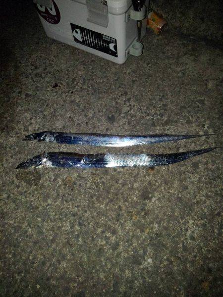 太刀魚の塩焼き求めて⁉️