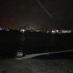 小雨のタチウオ調査！渋いっ…。