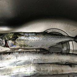 やっとサゴシが釣れた^ – ^