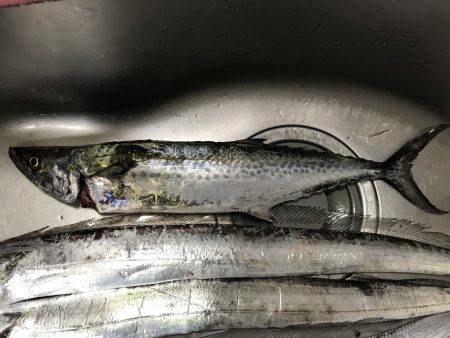 やっとサゴシが釣れた^ – ^