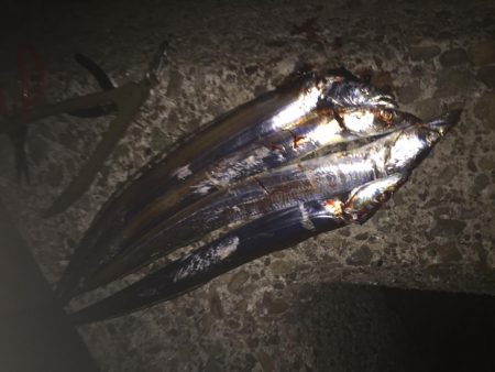 シーバス不発！