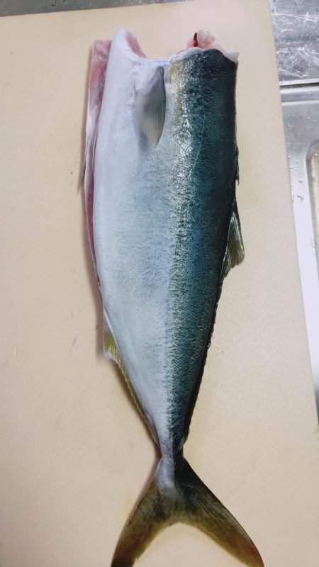 ショアプラッキング・ジギング