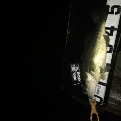 シャロー好反応