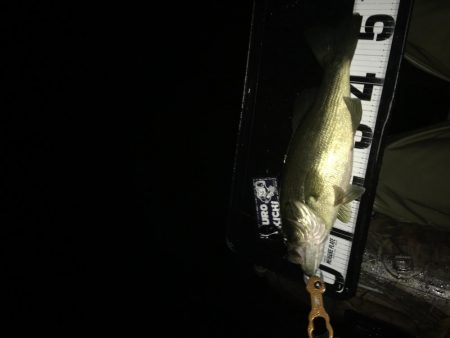 シャロー好反応