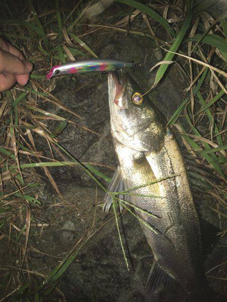 キモはスローリトリーブ！橋下でドン！