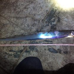 久しぶりのタチウオ