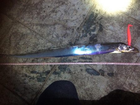 久しぶりのタチウオ