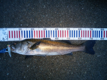 シーバスのトップゲーム