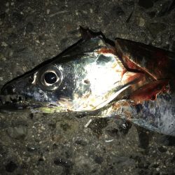 いつまでも、キビシイ！