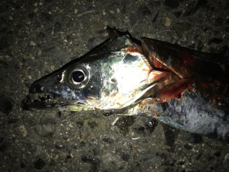 いつまでも、キビシイ！