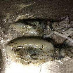 またまたまたデカイカ求めて！