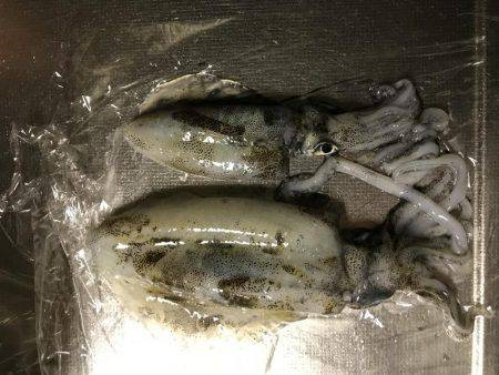 またまたまたデカイカ求めて！