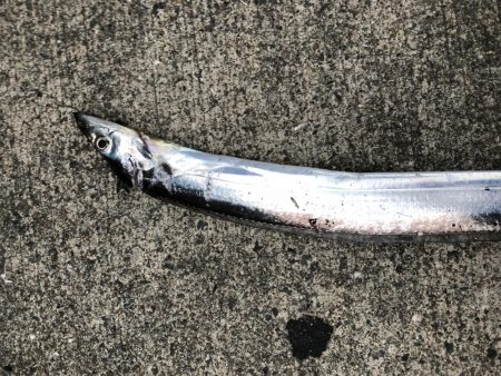 台風前タチウオ