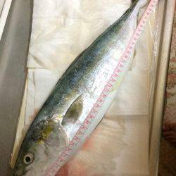 久々に青物ゲット！！