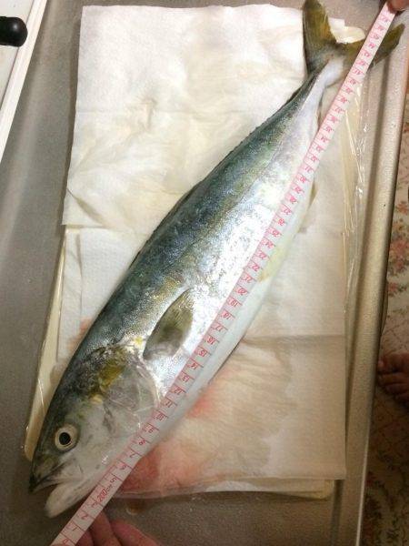 久々に青物ゲット！！