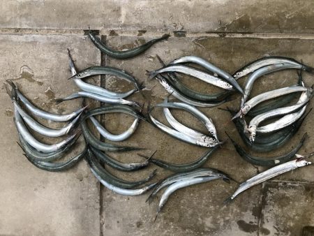 サヨリ かわはぎGET!!