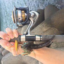 ライトゲームでアコウ