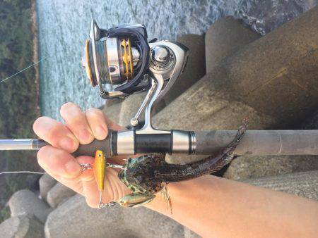 ライトゲームでアコウ