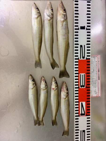 やっとデカイの釣れました