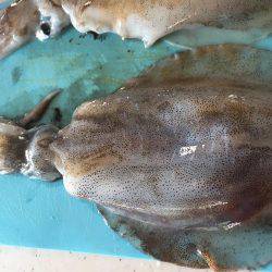 アオリイカ大きくなってる