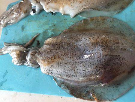 アオリイカ大きくなってる