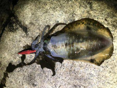 アオリイカサイズアップ