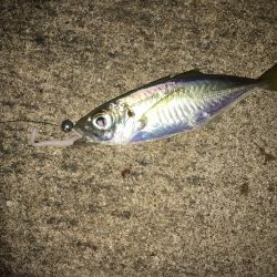 お手軽マゴバチアジング