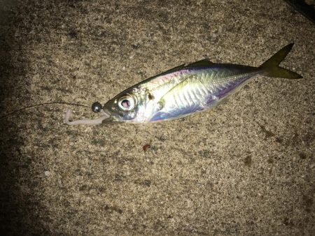 お手軽マゴバチアジング