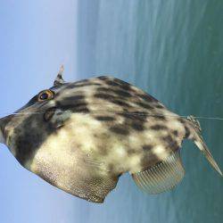 キスからのカワハギ