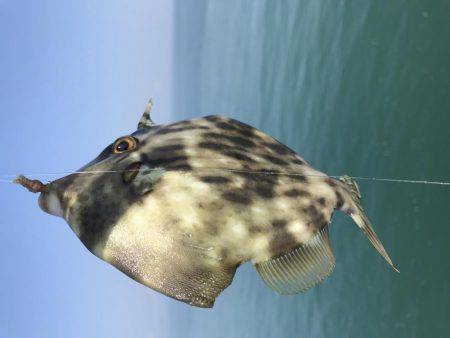 キスからのカワハギ