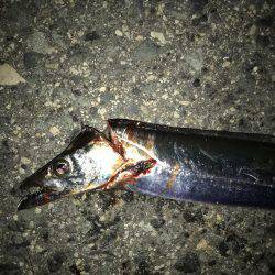 ダブルヘッダー‼️