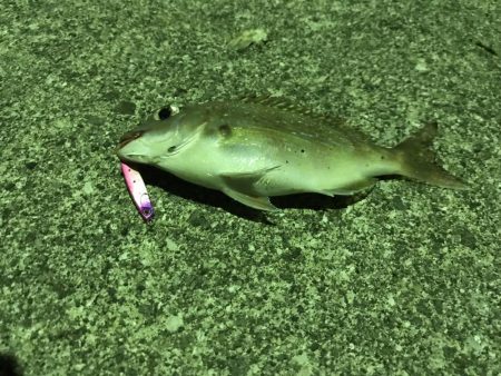 釣れてビックリ