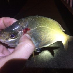 根魚狙いのはずが