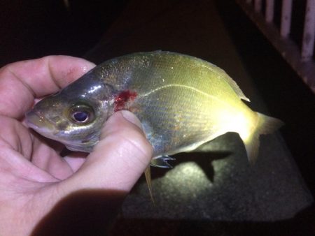 根魚狙いのはずが