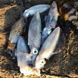 台風後…台風前釣行！