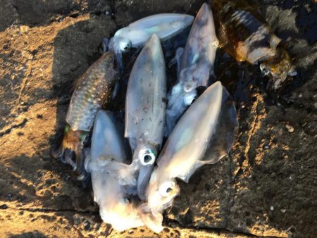 台風後…台風前釣行！