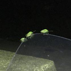 タチウオはご不在