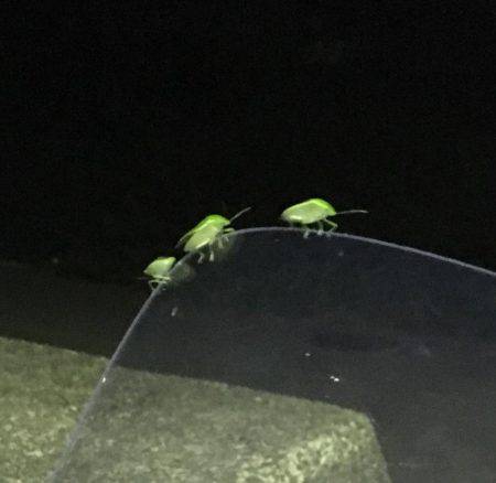 タチウオはご不在