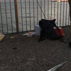 おかえりタチウオ