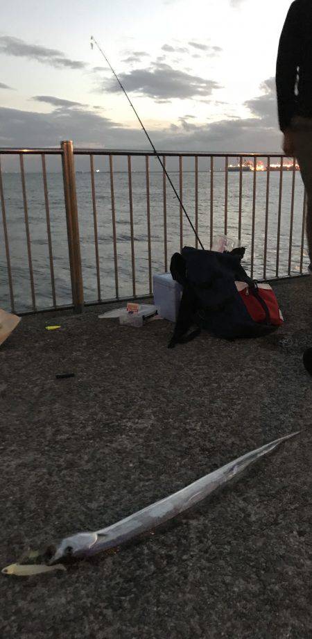 おかえりタチウオ