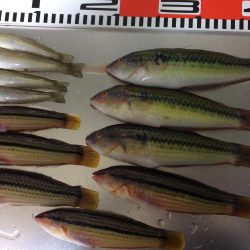 ベラが入れ食いでした