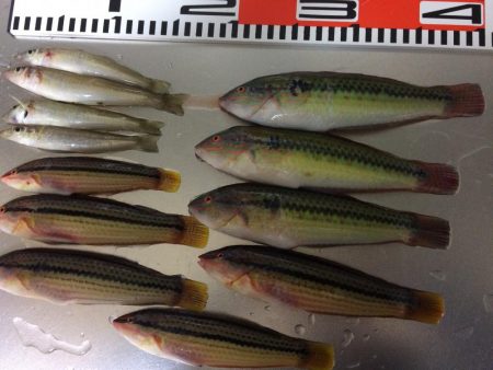 ベラが入れ食いでした