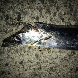 タチウオ専用ロッド