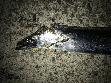 タチウオ専用ロッド