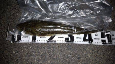 河口部 ジギング